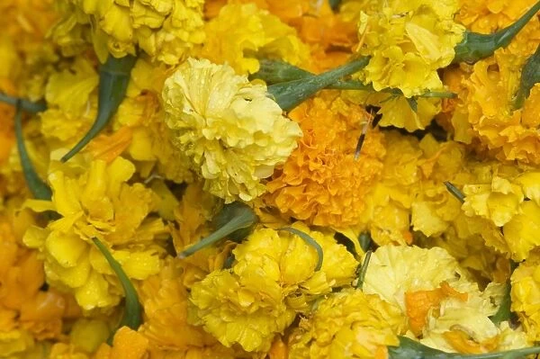 Yellow carnations for sale for temple offerings in Little India