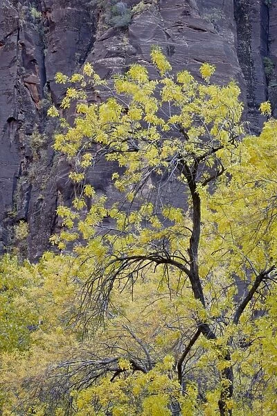 Yellow cottonwood in the fall, Zion National Park, Utah, United States of America