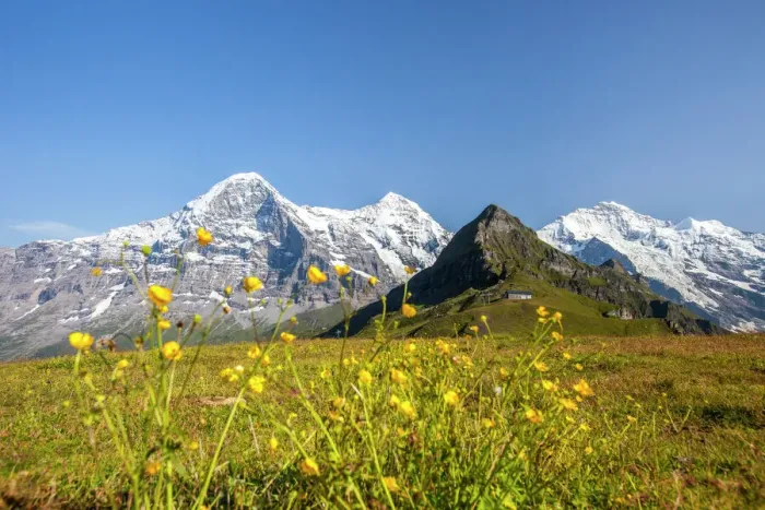 Framed Print : Yellow Flowers Framing Mount Eiger Print Framed Print : Yellow Flowers Framing Mount Eiger Print
