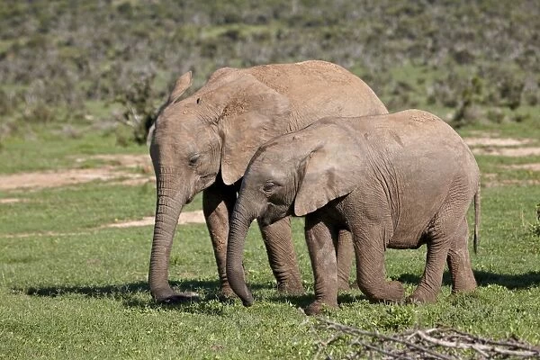 Two young African elephant (Loxodonta africana) tail, Addo Elephant National Park