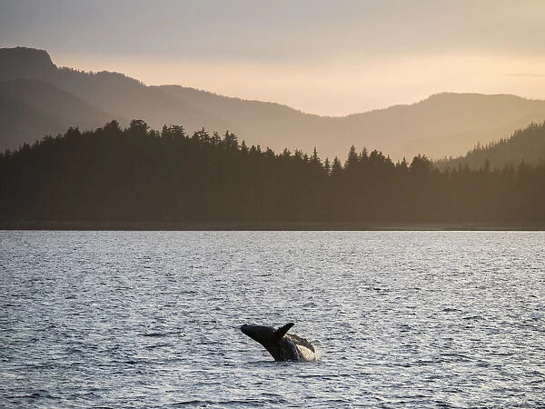 Young humpback whale (Megaptera novaeangliae), breaching at sunset in Peril Strait