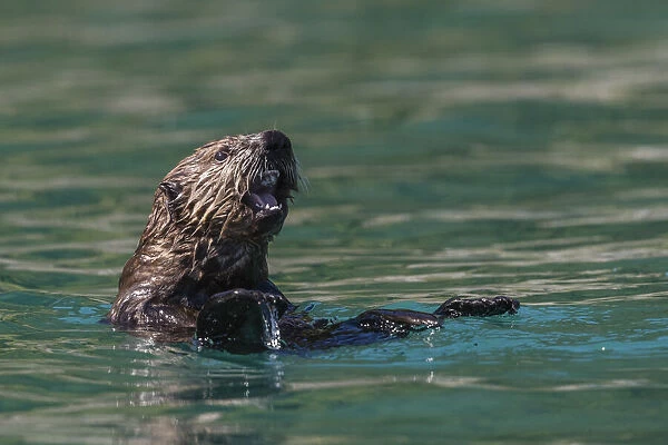 A young sea otter (Enhydra lutris), in the Inian Islands, Southeast Alaska