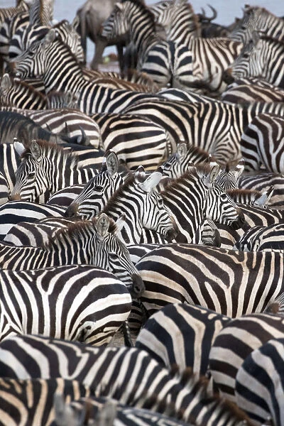 Zebras, Serengeti National Park, Tanzania, East Africa, Africa