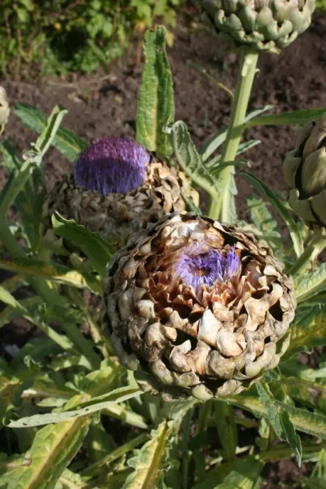 Framed Print : Artichoke Print Framed Print : Artichoke Print