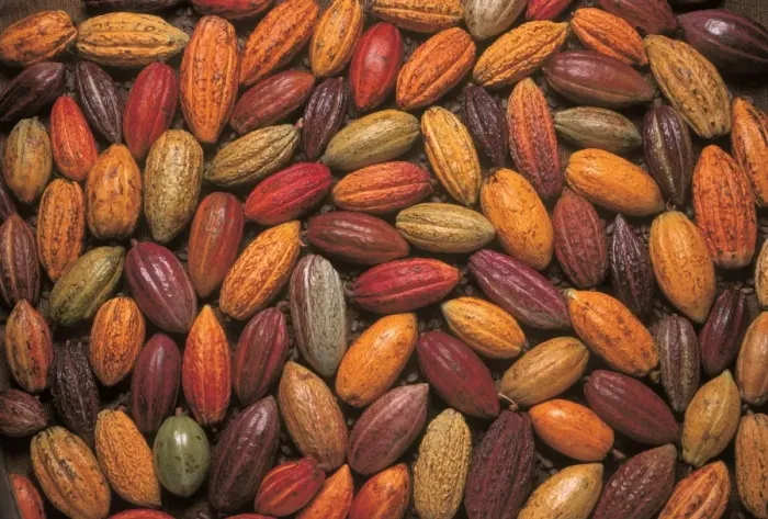 Framed Print : Cocoa Pod Print Framed Print : Cocoa Pod Print