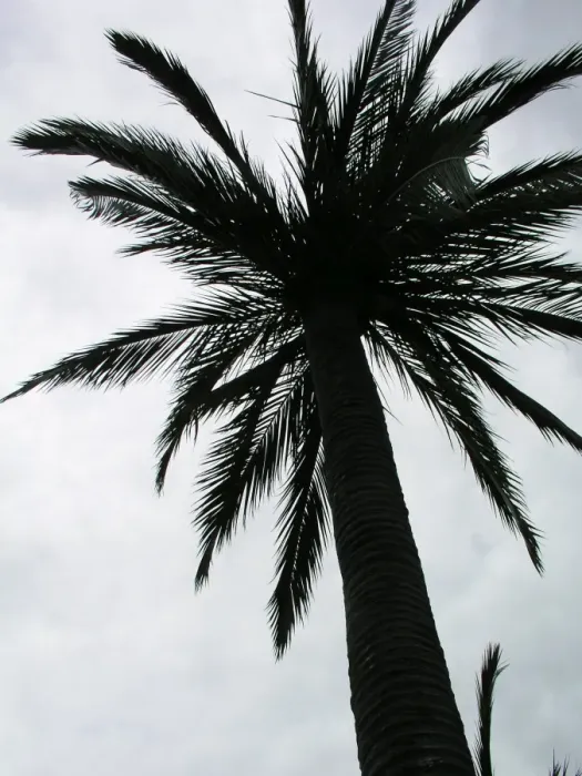 Framed Print : Palm Tree Print Framed Print : Palm Tree Print
