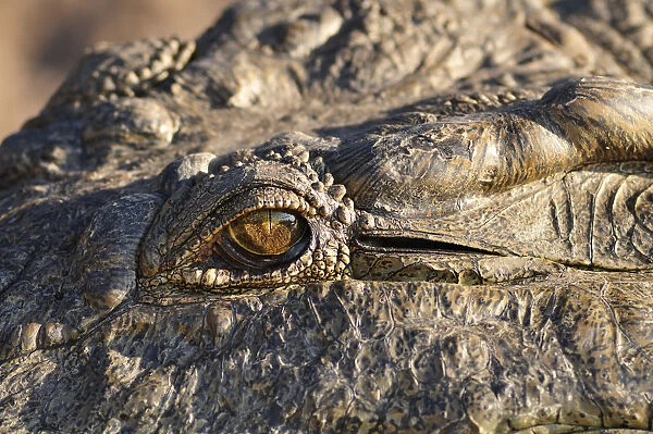 Africa, Botswana, Chobe National Park, lose up of Crocodiles eye