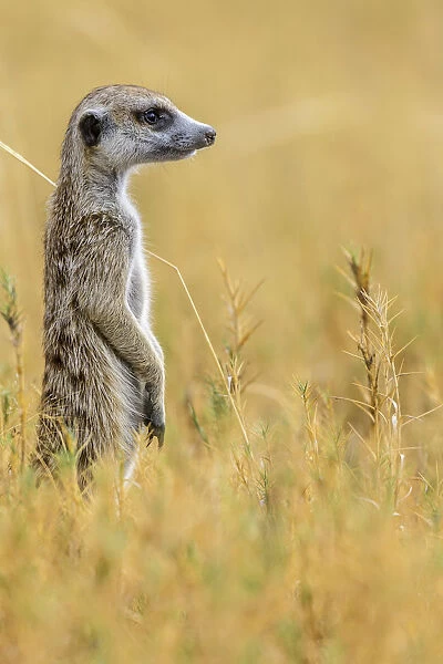 Africa, Botswana, Kalahari. A meerkat