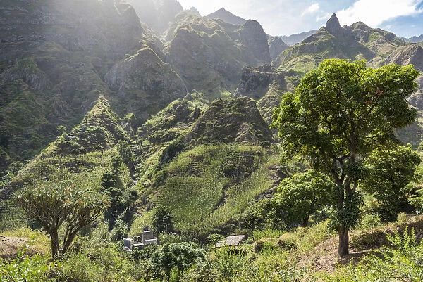 Africa, Cape Verde, Santo Antao. Panoramic view of the Paul valley with a dragon tree