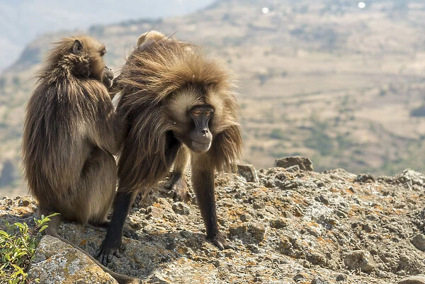 Africa, Ethiopia, highlands. Gelada Apes near Lalibela