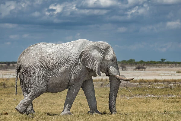 Africa, Namibia, Ethosha National Park. A big male elephant in the Ethosha Park