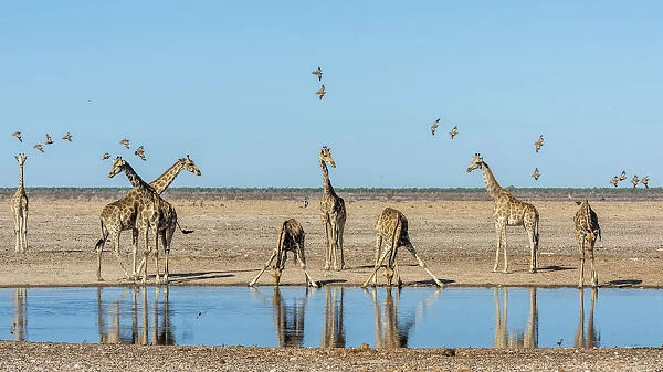 Africa, Namibia, Ethosha National Park. Giraffes drinking at a waterhole