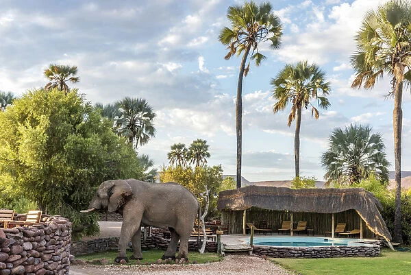 Africa, Namibia, Palmwag. An elephant at the pool at Palmwag Lodge