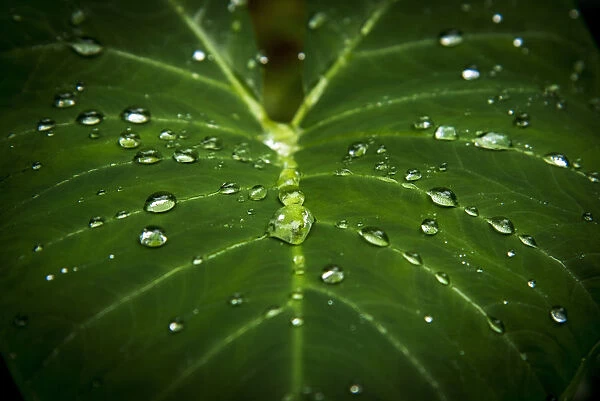 Africa, SA£o Toma and Principe. Leaf in the rain forest during rain
