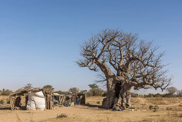 Africa, Senegal. A Baobab tree with a little craft market