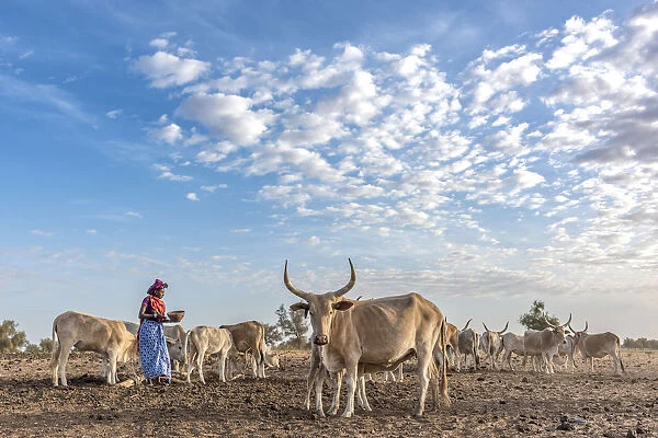 Africa, Senegal. A Fulani woman milking the Zebus