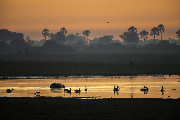 Africa, Southern Africa, African, Botswana, Okavango Delta, Abu Camp, sunrise