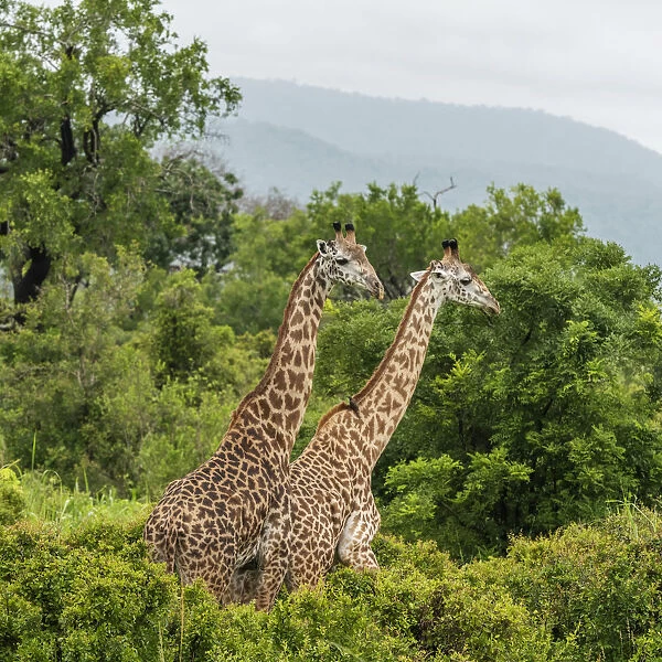 Africa, Tanzania, Mikumi National Park. Two Masai Giraffe in the forest