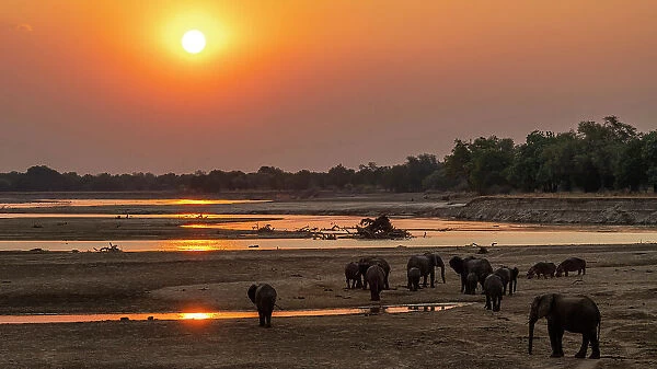Africa, Zambia, South Luangwa National Park. A group of elephants and some hippos walking on the riverbed of the Luangwa River at sunset