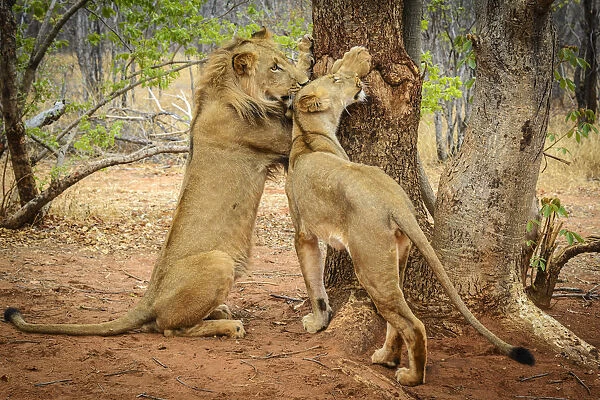 Africa, Zambia. a Young couple of lions