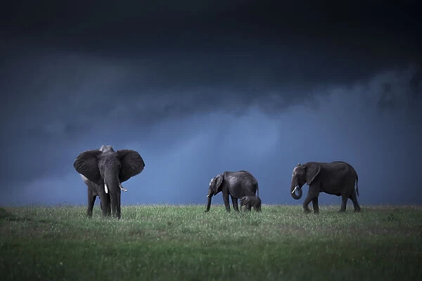 African elephants (loxodonta africana) in the Msai Mara game reserve during the rainy