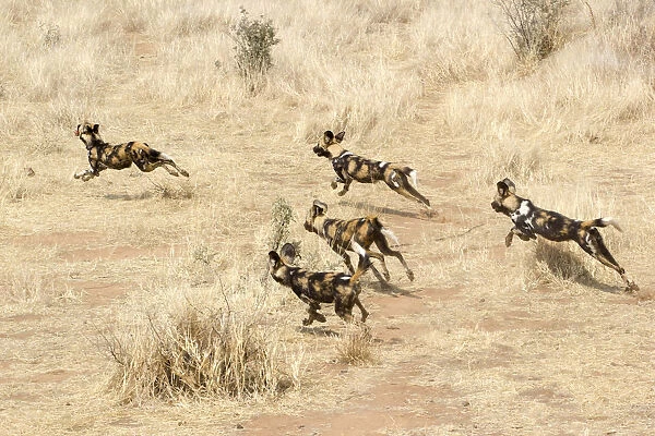 African Wild Dogs running in the savannah, Namibia, Africa