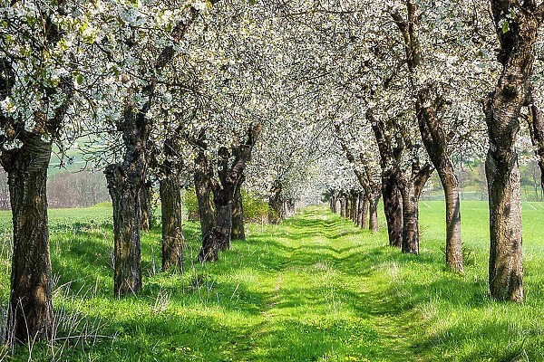 Alley from flowering Cherry trees (Prunus) in spring, near Apolda, Thuringia, Germany