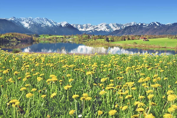 Alpine upland with dandelions - Germany, Bavaria, Upper Bavaria, Garmisch-Partenkirchen