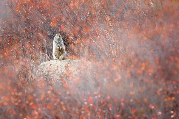 Artctic ground squirrel, Denali National Park, Alaska, United States of America