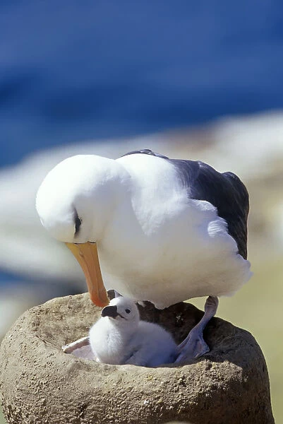A black-browned albatross (Thalassarche melanophris) tenderly looking at its chick