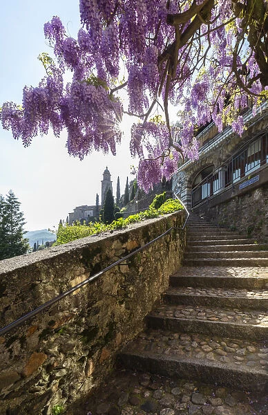 Blooming wisteria over the stairs on the way to the Santa Maria del Sasso church. Morcote