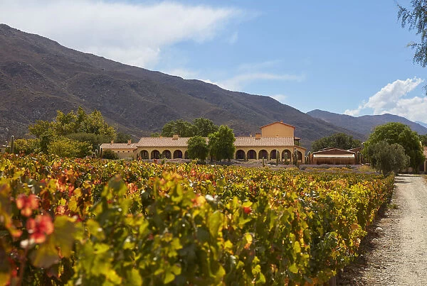 The Bodega Colomewinery estancia and the vineyards in autumn, near Molinos