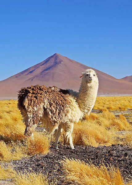 Bolivia, Potosi Departmant, Sur Lipez Province, Eduardo Avaroa Andean Fauna National