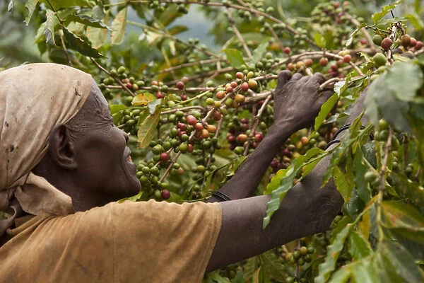 Burundi. A woman picks coffee on a plantation; coffee is Burundis largest export