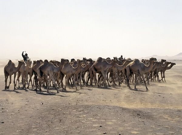 A camel trader drives his camels through a sandstorm