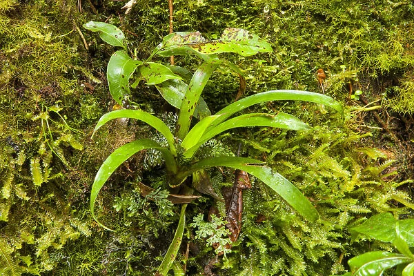 Central America, Costa Rica, bromeliads, ferns and mosses on the side of a tree in