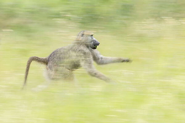 Chacma baboon (Papio ursinus), Savuti, Botswana, Africa (motion blur)