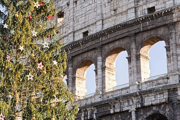 Christmas Tree by the Colosseum, Rome, Lazio, Italy, Europe