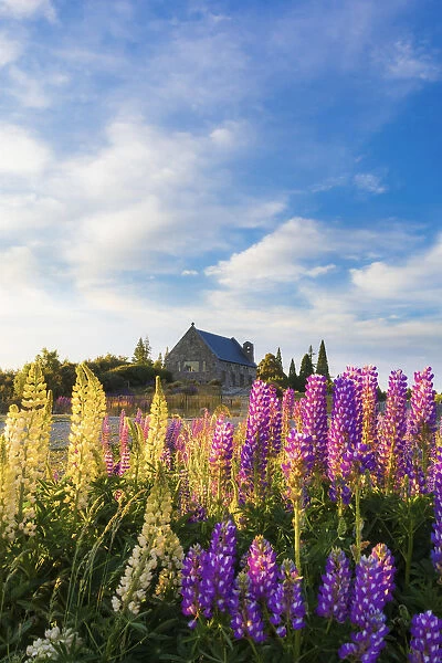 The Church of the Good Shepherd at Tekapo Lake in the morning light with colorful lupins
