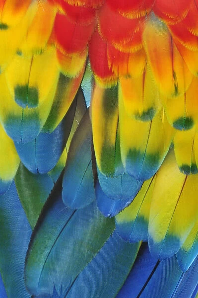 Close up of a Macaw parrots feathers, Copan Ruinas, Central America, Honduras
