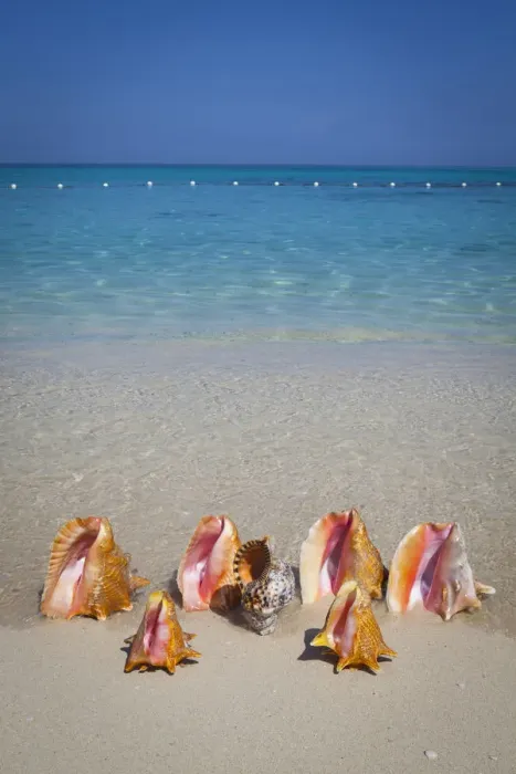 Framed Print : Conch Shells Print, Cornwall Beach Framed Print : Conch Shells Print, Cornwall Beach