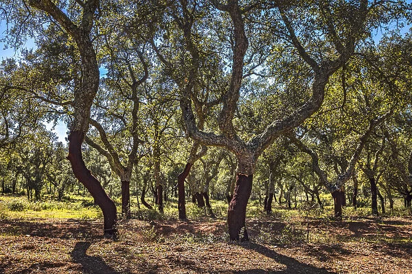Cork oaks, Evora, Alentejo, Portugal