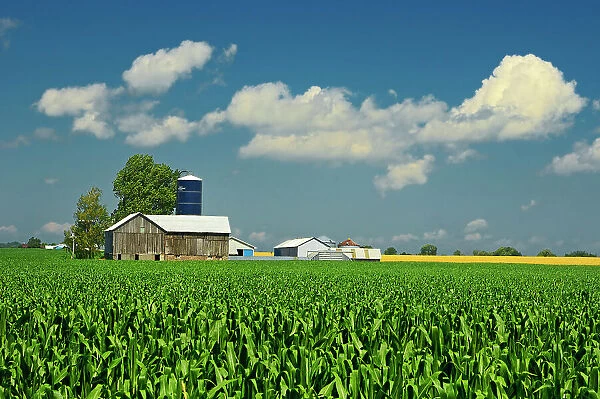 Corn field and old barn Elmvale, Ontario, Canada