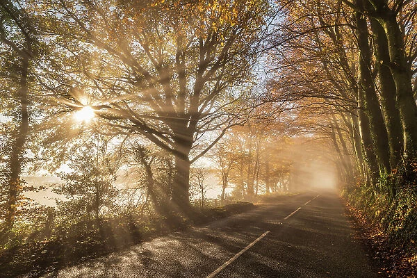 Country lane surrounded by colourful trees on a misty late autumn day, Wellington, Somerset, England. Autumn (December) 2022