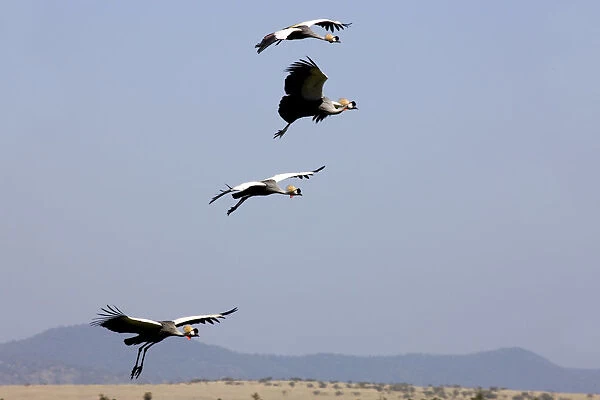 Crown cranes, Lewa Wildlife Conservancy, Kenya