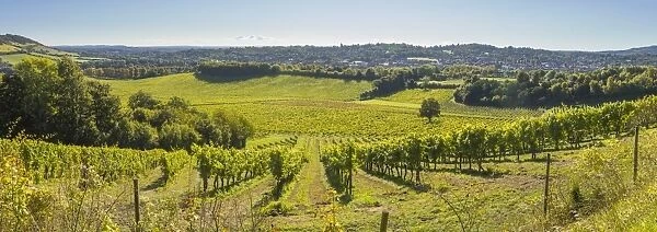 Denbies Wine Estate (Largest vineyard in England), North Downs Way, Dorking, Surrey