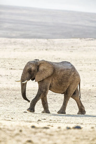 A desert elephant in Purros, Northern Namibia
