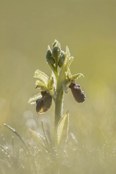 Early Spider Orchid (Ophrys sphegodes), Durleston Country Park