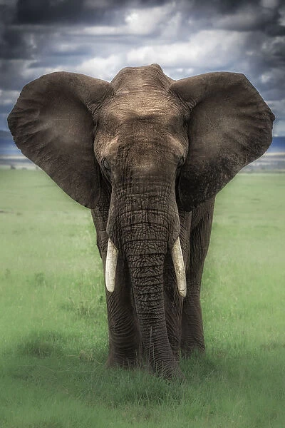 Elephant in the msai mara, Kenya