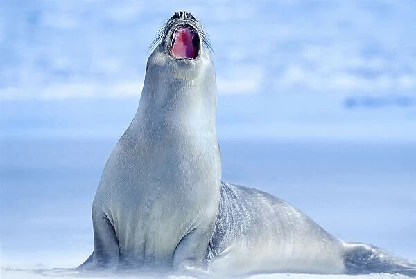 Elephant seal (Mirounga leonina) roaring, Sea Lion Island, Falkland Islands, South